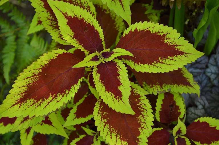 Vibrant Red and Green Coleus Plant – Healthy and Ready for New Home