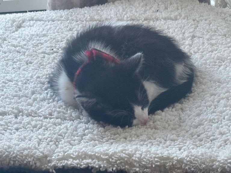 Beautiful 2-Month-Old Tuxedo Kitten Ready for a Loving Home