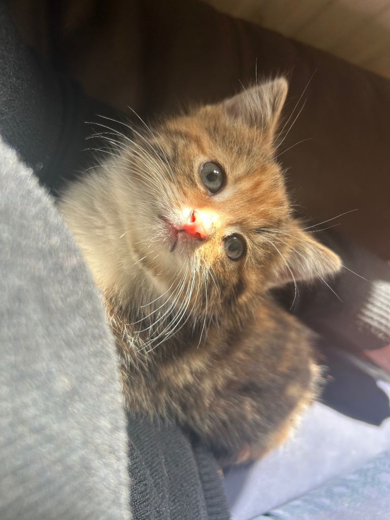 Kitten for sale 