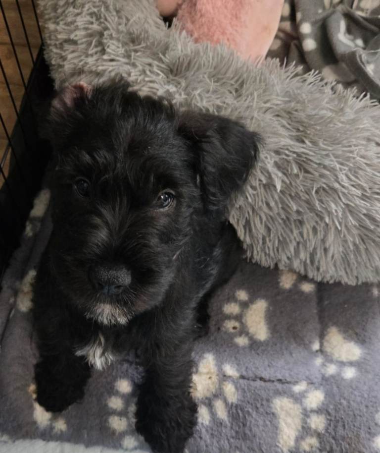 Miniature schnauzer puppies 