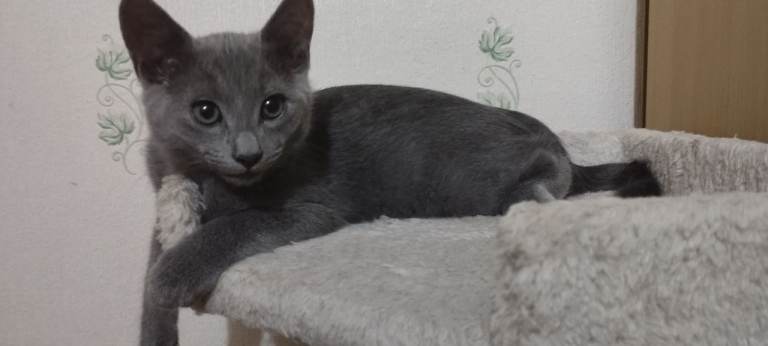 Russian blue kitten girl 