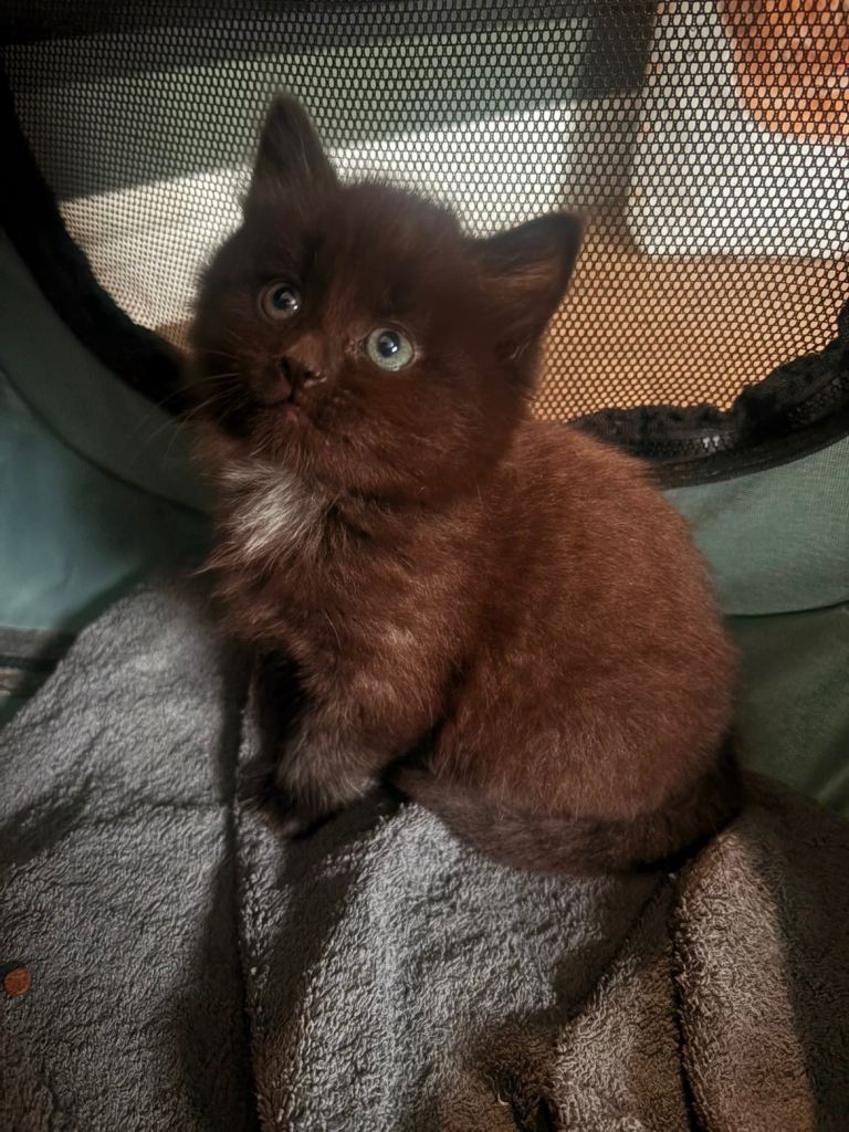 Kittens for sale 