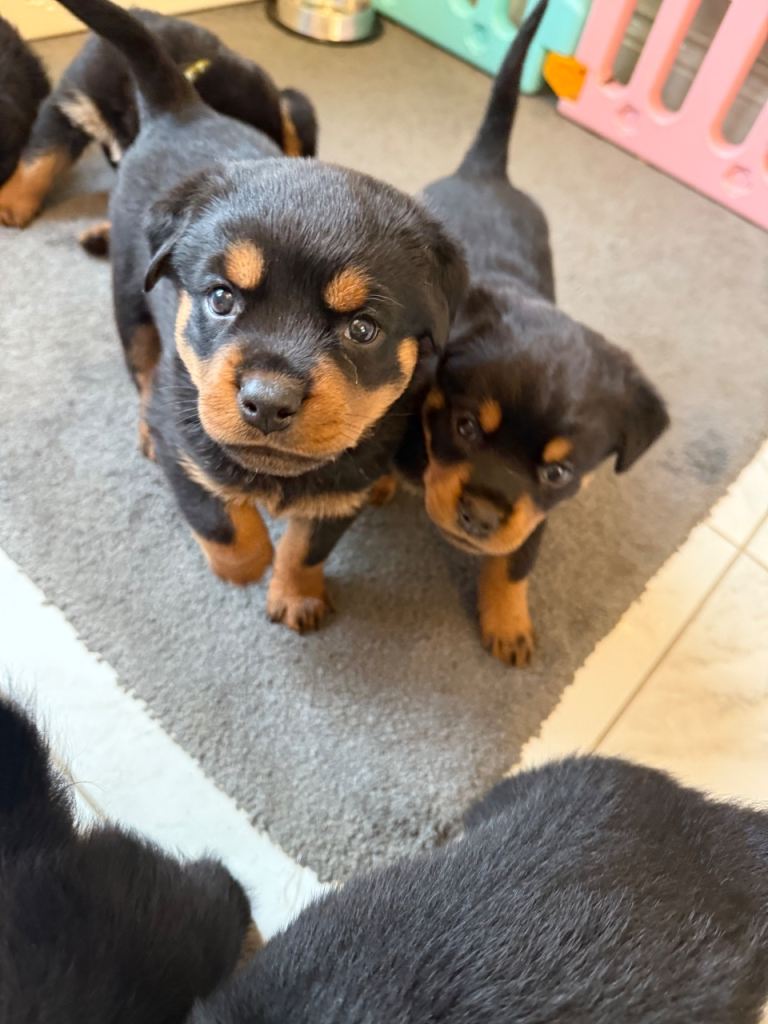Chunky Rottweiler puppies 
