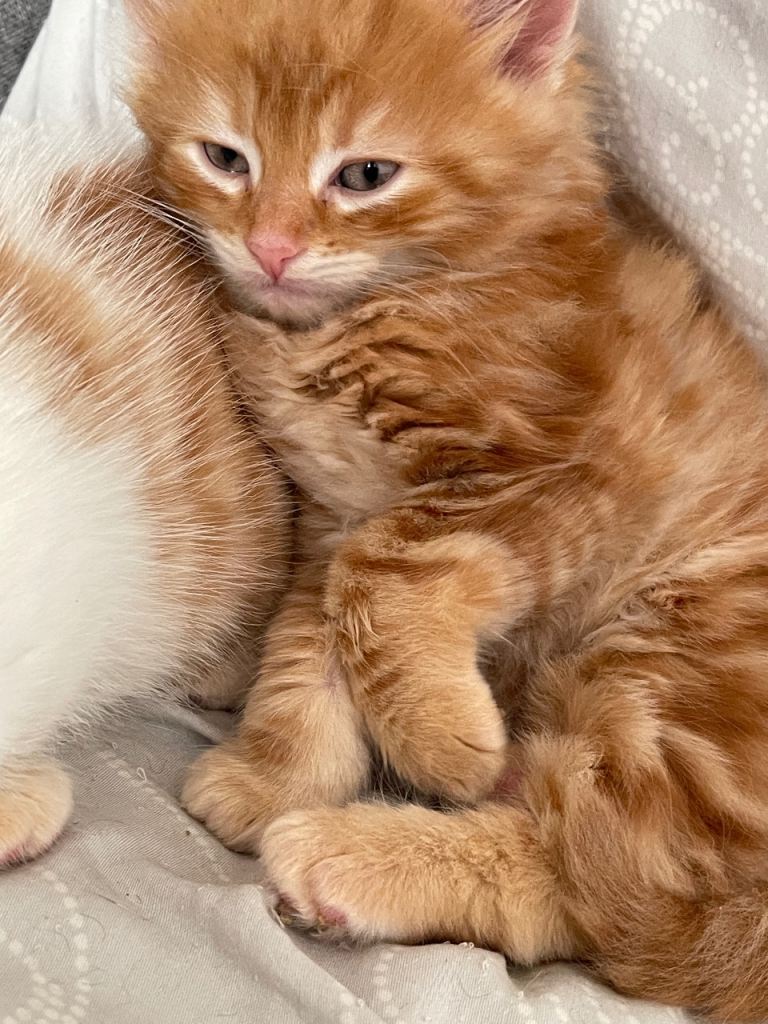 One boy kitten and girl kitten looking for new home 