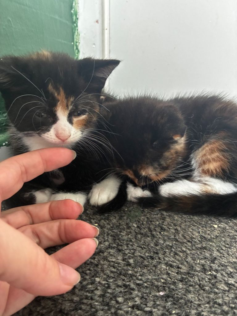 3 beautiful kittens 