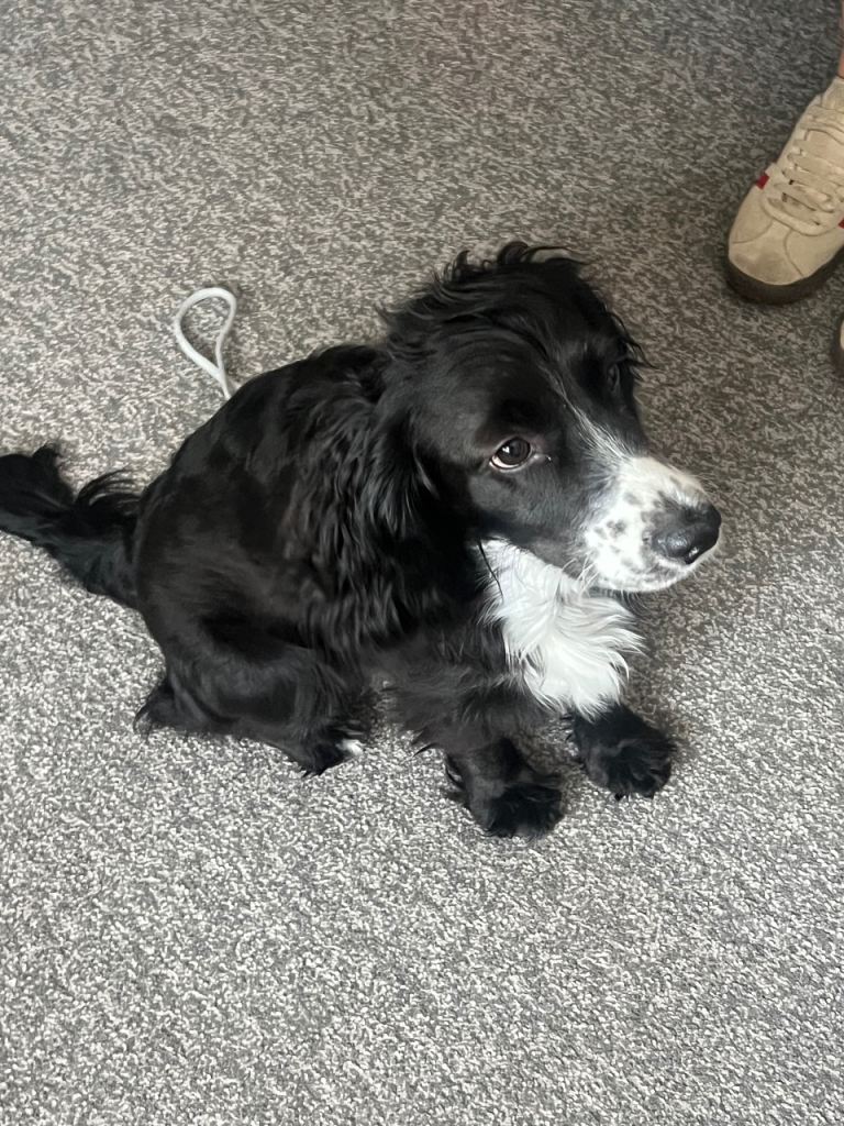 Cocker spaniel 