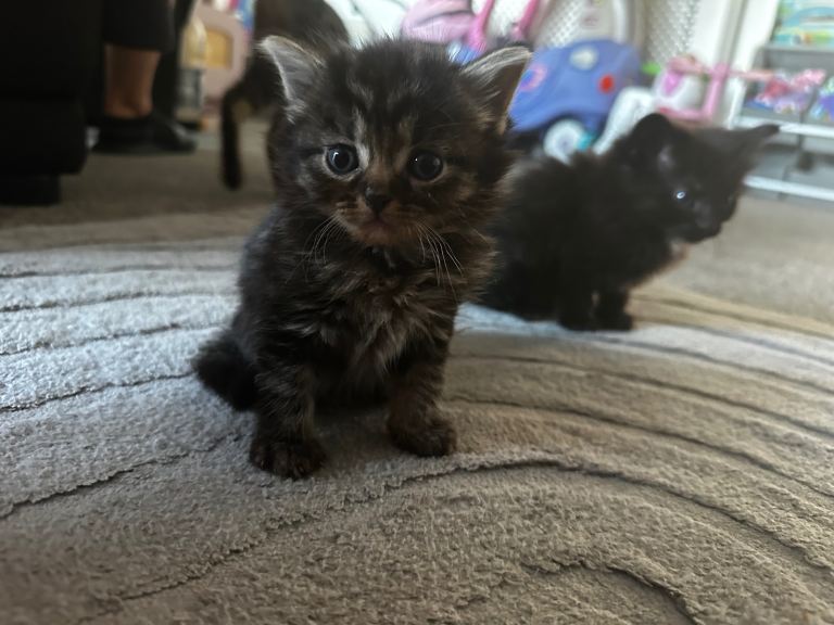 3 beautiful kitten for sale