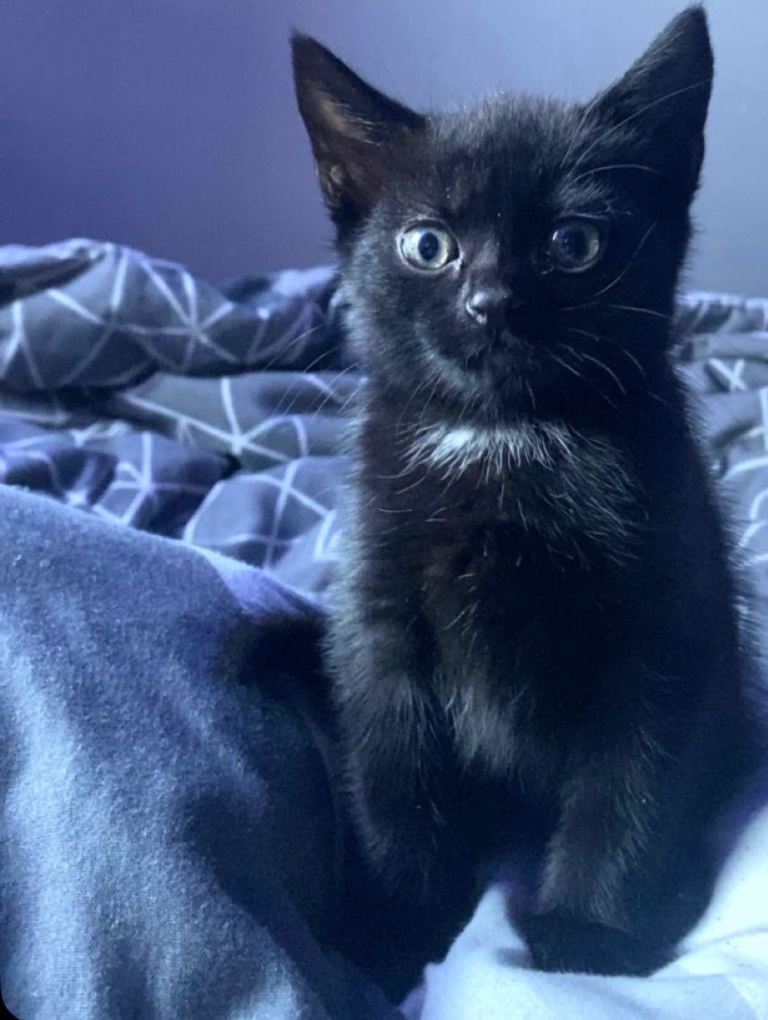 Black kitten ready now