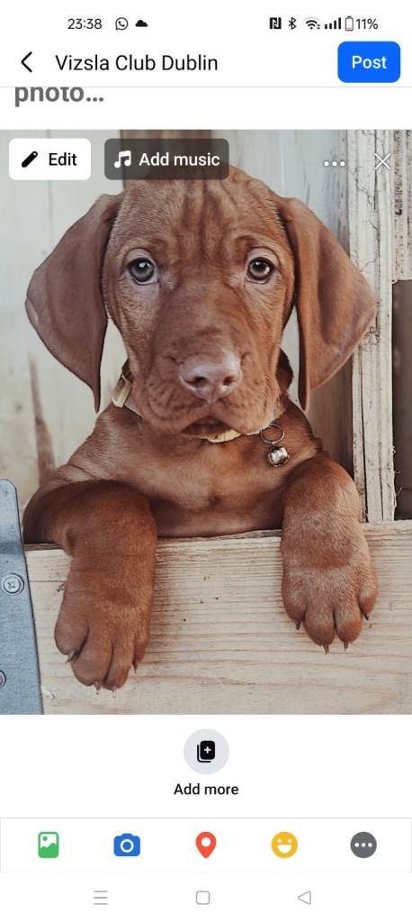 Hungarian Vizla puppies for sale