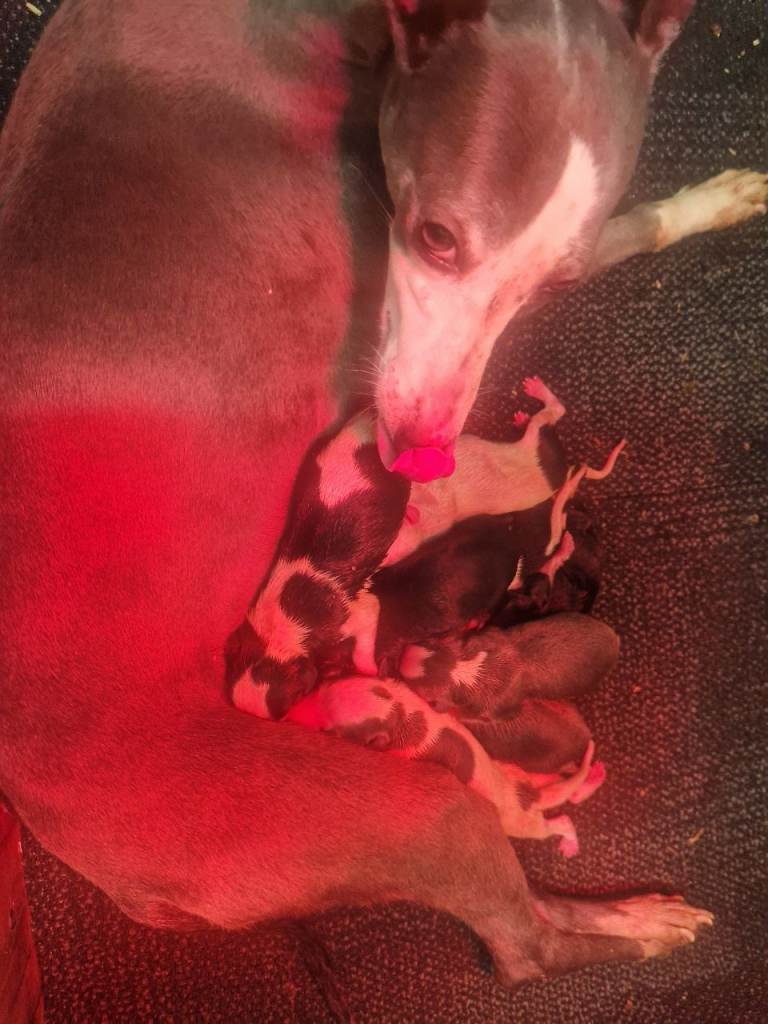 Whippet puppies kc registered 