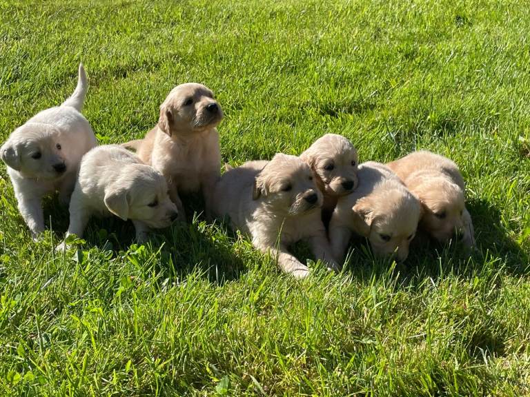 KC Registered Fox Red Golden Retriever 