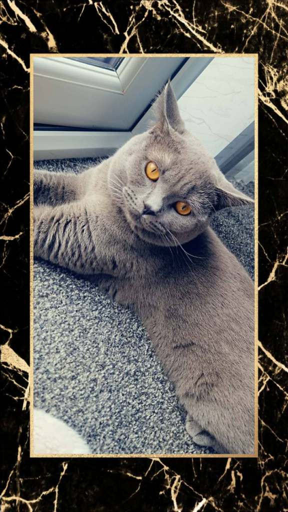 Two British Shorthair Cats Male & Female One Year Old