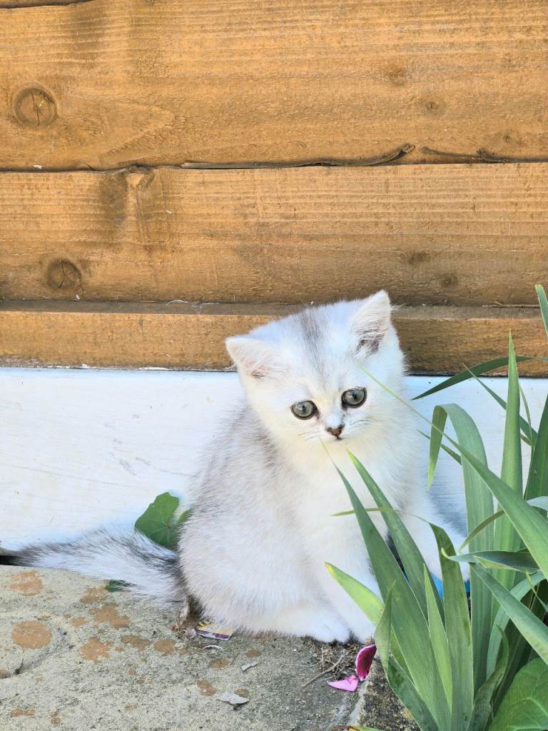 Persian kittens for sale 
