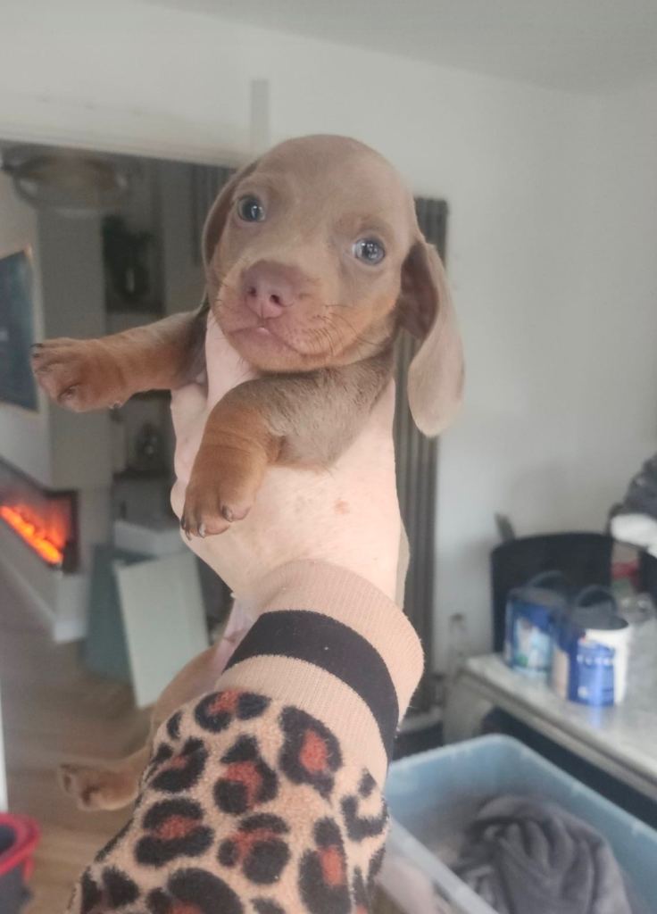 Kc registered miniature dachshund puppies for sale 