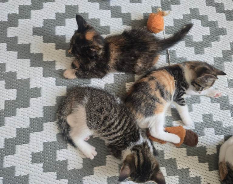 6 lovely Kittens looking for new home