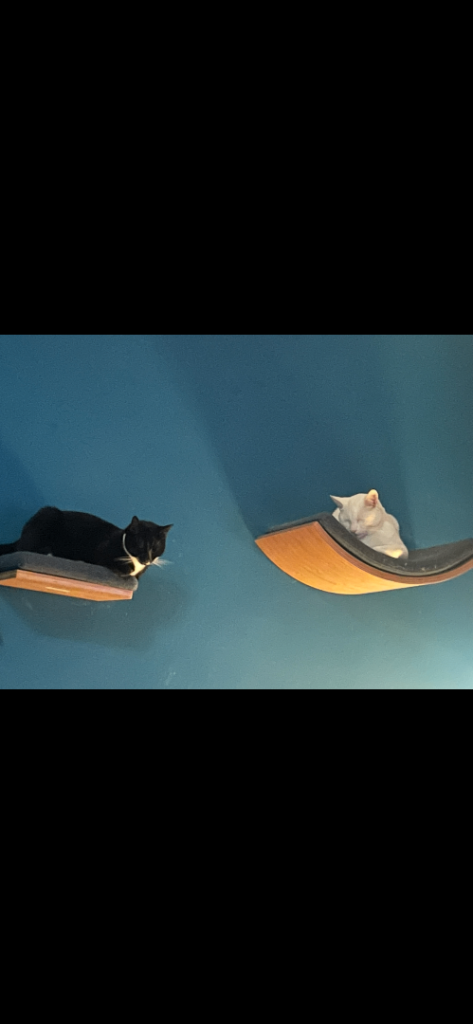 cat shelves .