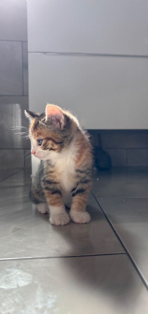 6 Abyssinian Bengal/Maine Coon Kittens Available 