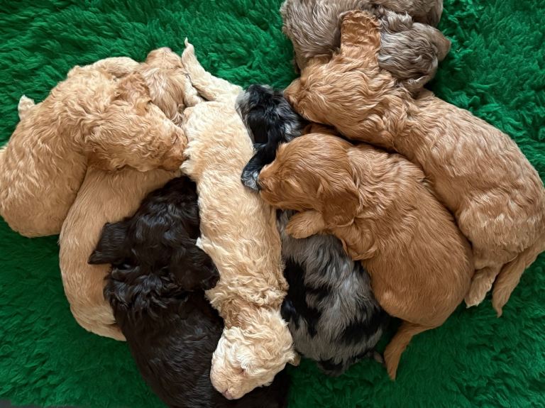 Adorable Cockapoo Puppies