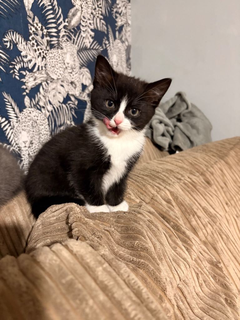 1 fluffy kitten , ragdoll x domestic long haired 