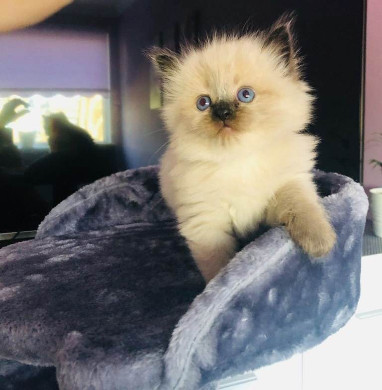 Blue eye Ragdoll kittens