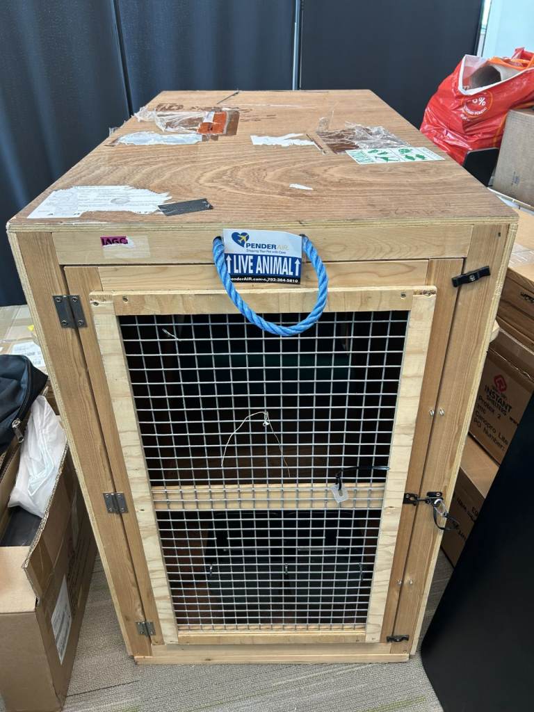 Rugged IATA-approved Large Wooden Pet Travel Kennel