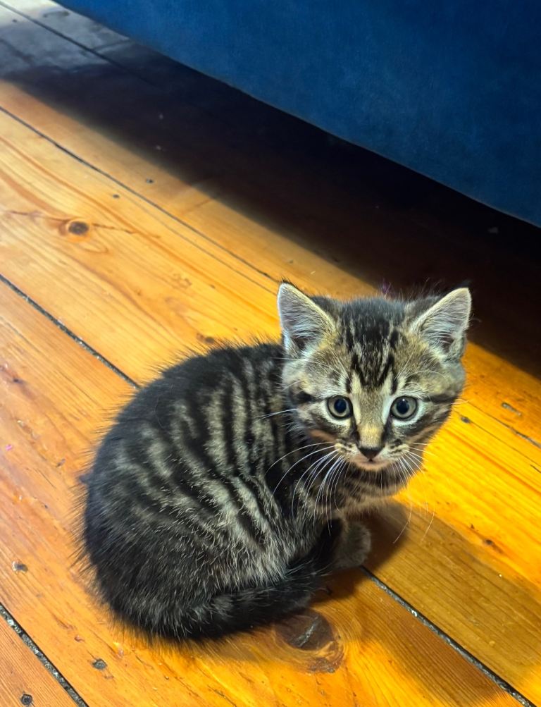 British Blue shorthair white black bengal cross Kittens  