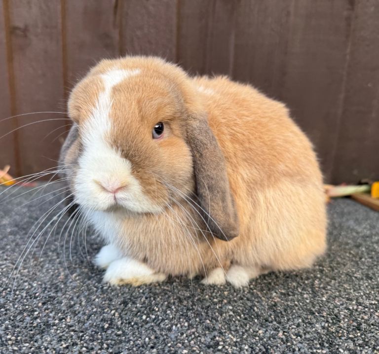 Mini lop boy available 