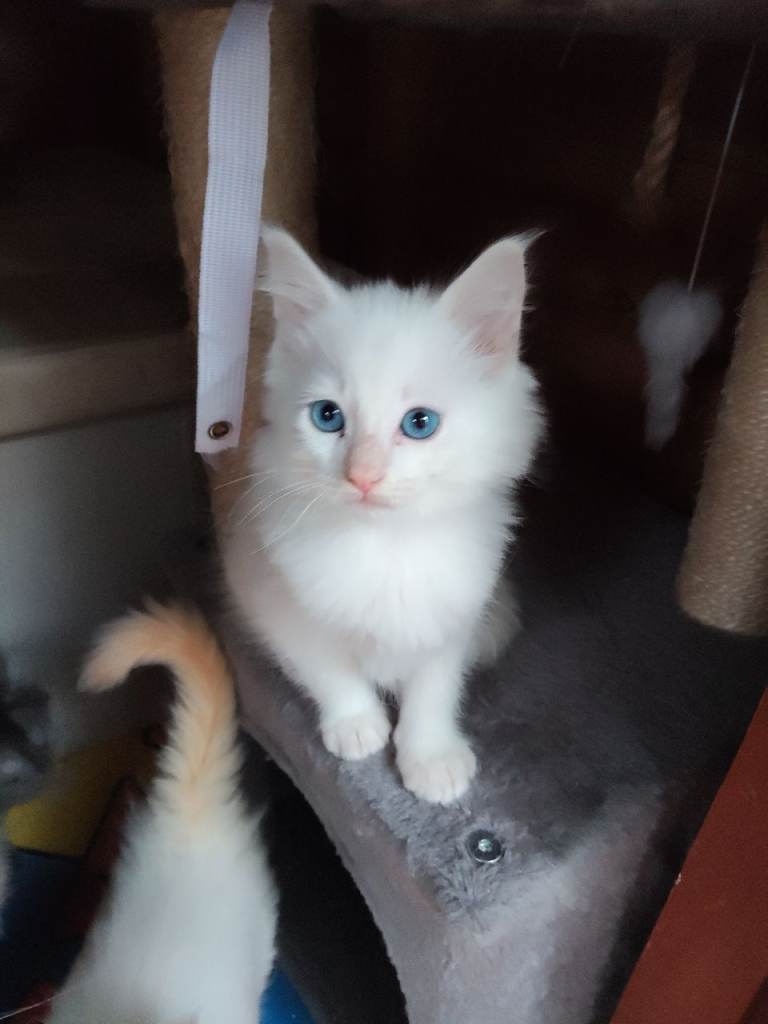 Maine coon kittens 