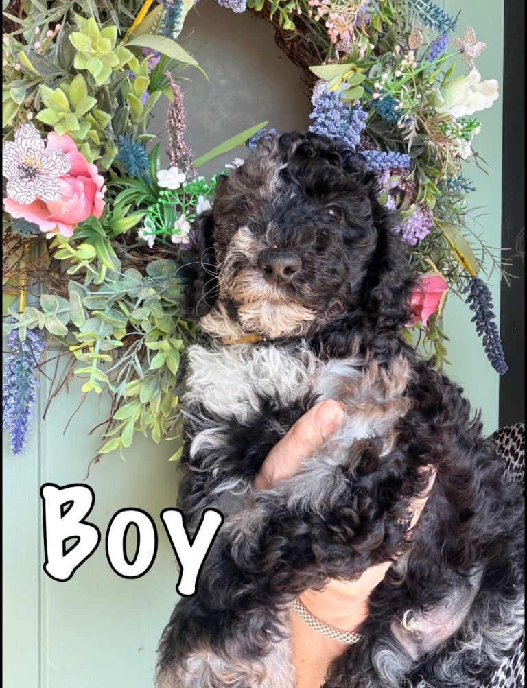 Poodle miniature merles 
