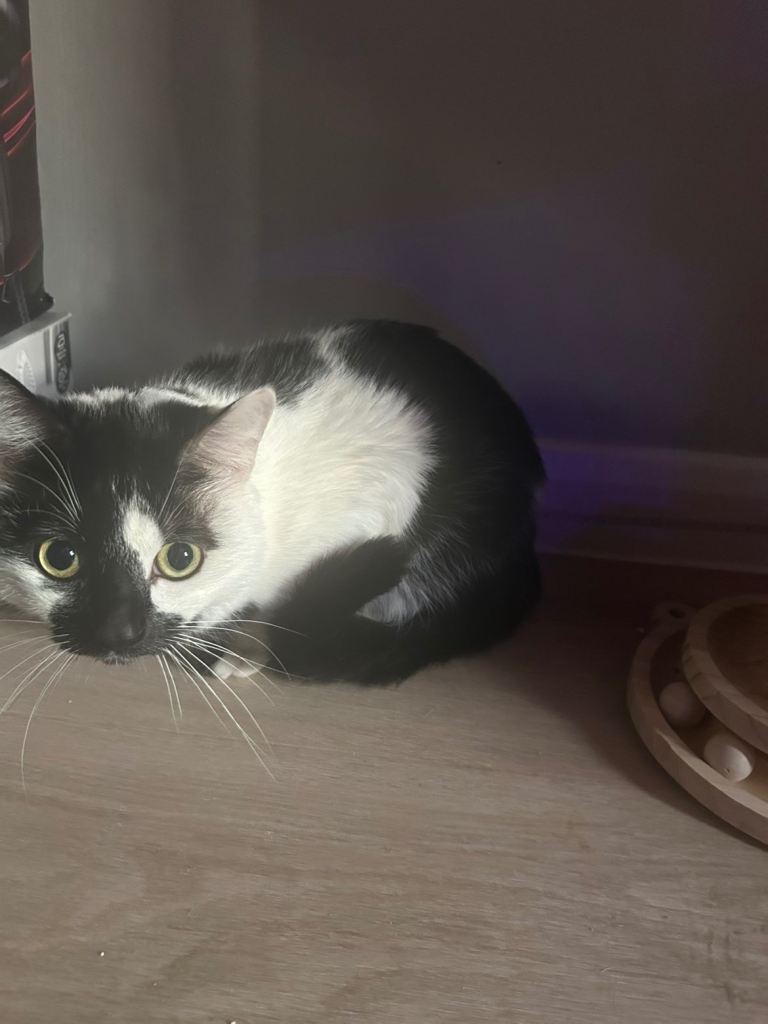 Cat for Sale! Today!