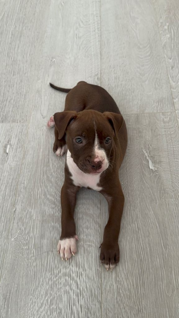 beautiful staffy pup (negotiable price)