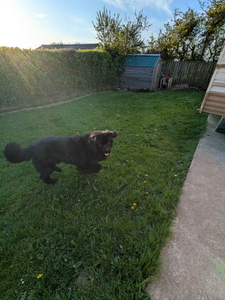 Dog