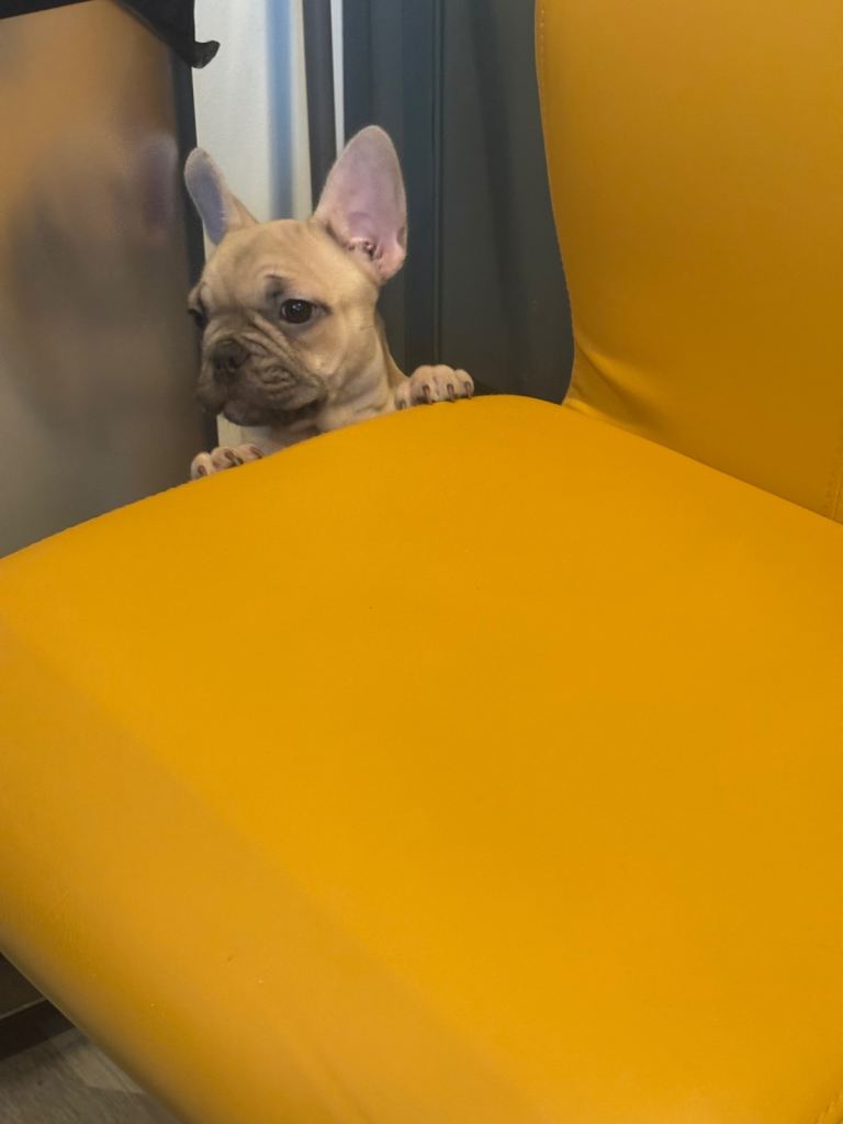Frenchie puppy 