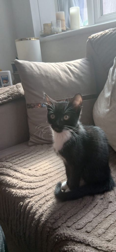 4 month old Kitten 