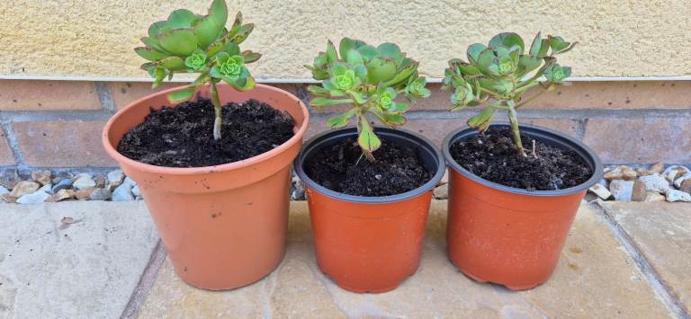 image for Aeoniums - Various Sizes From £3 Each