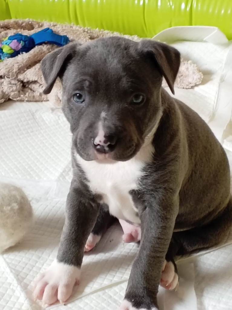 Blue Staffordshire bull terrier pups