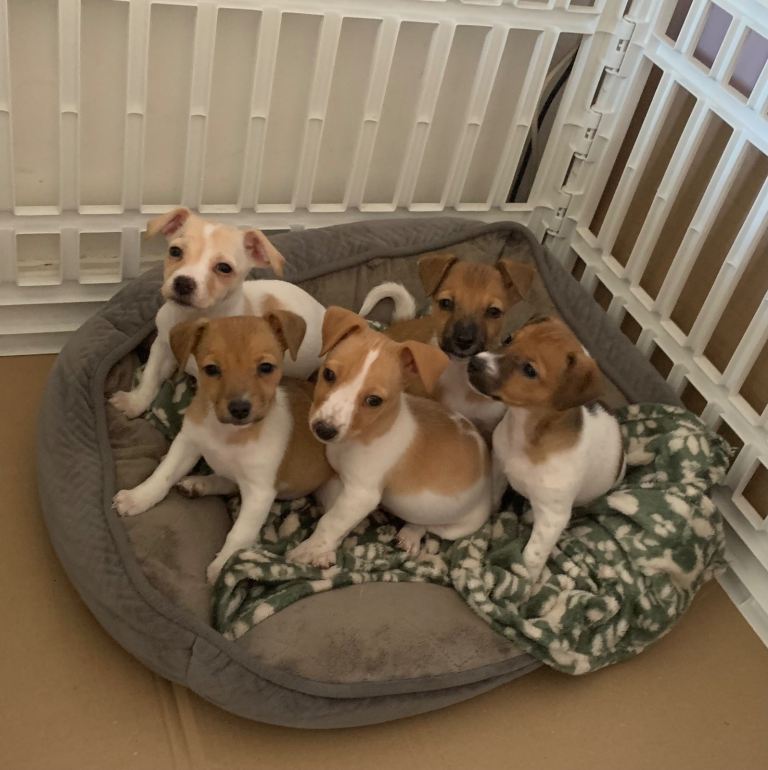 Beautiful Pure Jack Russell Puppies Looking for Loving Homes ❤️