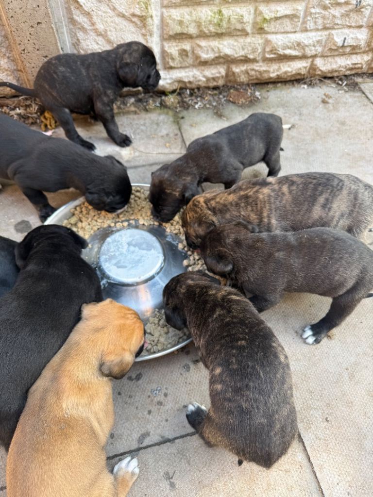 Outstanding Presa Canario puppies