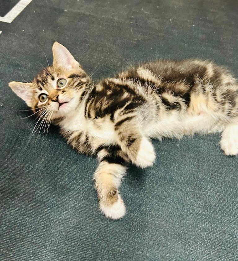 image for Kittens Ready !