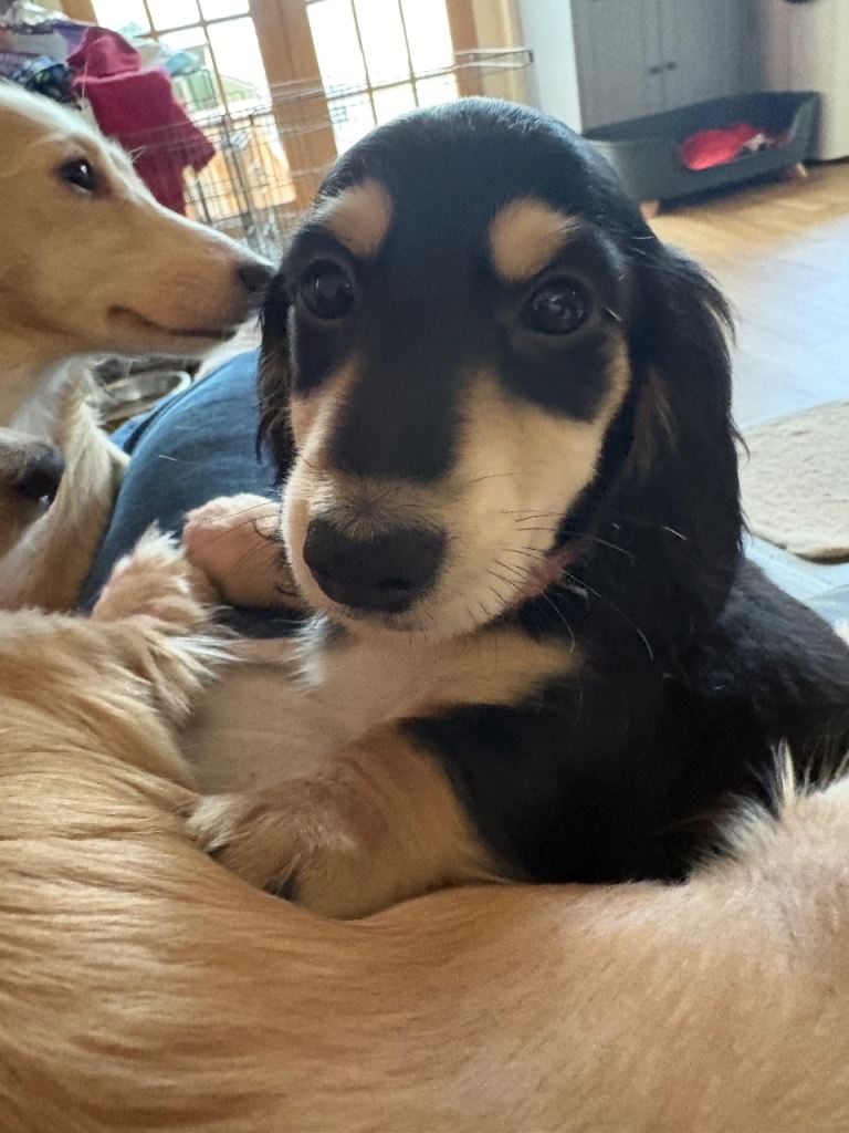KC Reg Miniature Long Haired Dachshund Puppies 🐾