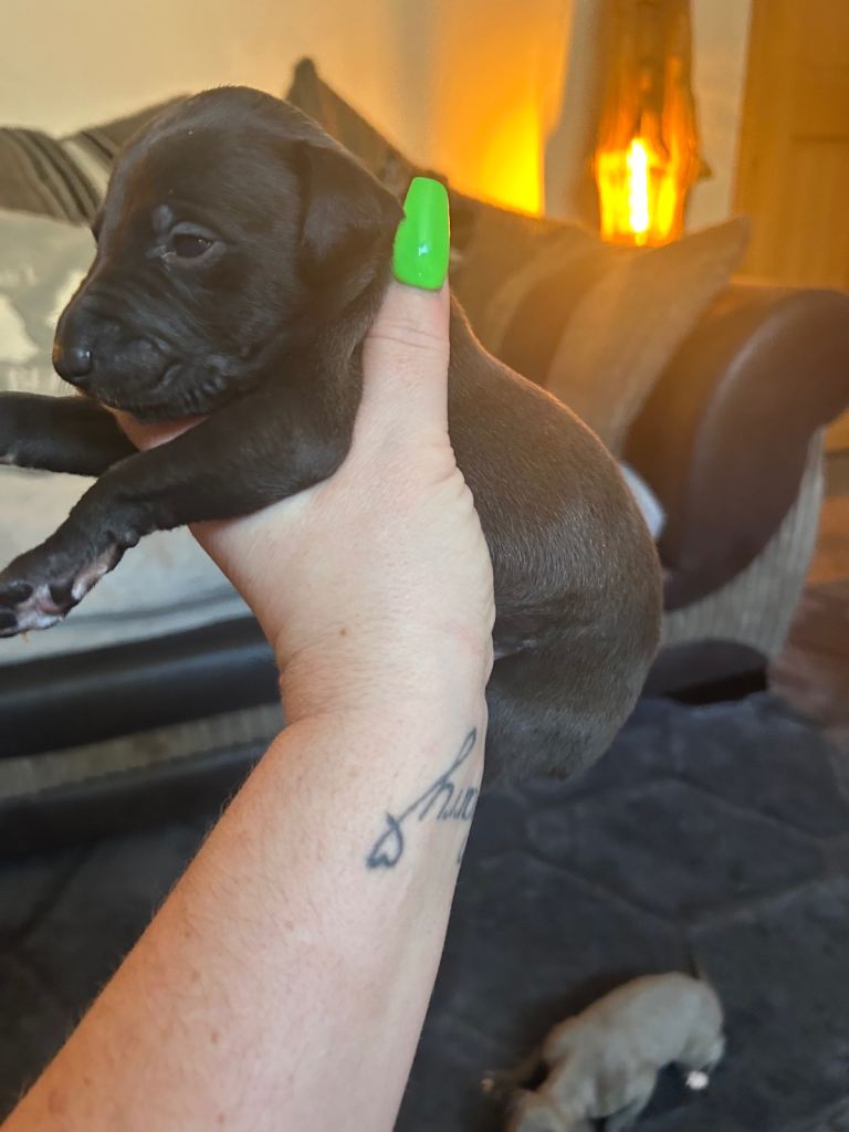 Whippet cross   Italian greyhound