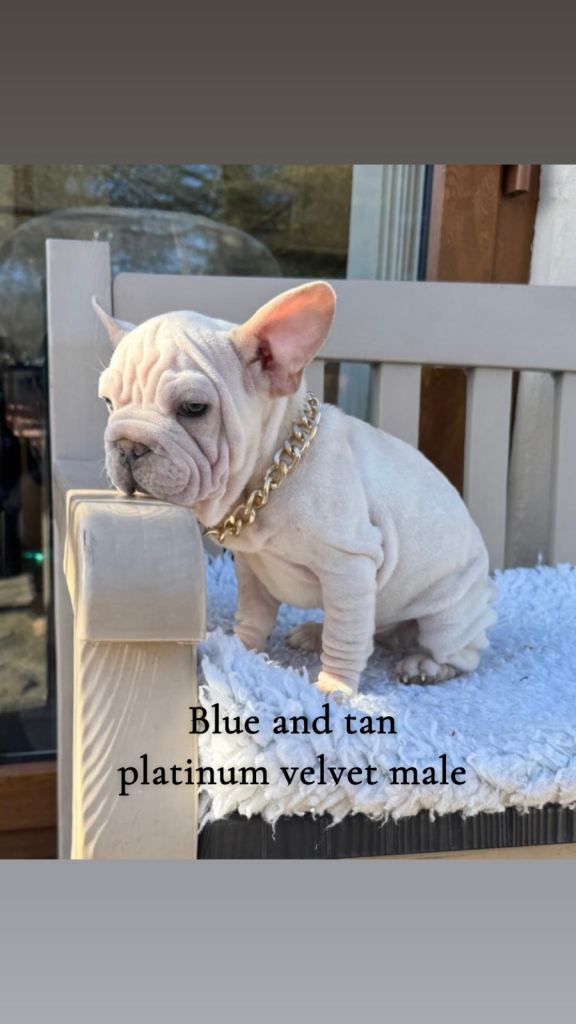 French bulldog puppies for sale