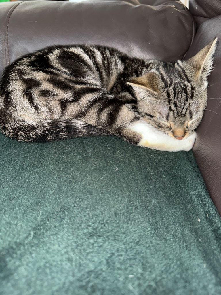 Tabby cat
