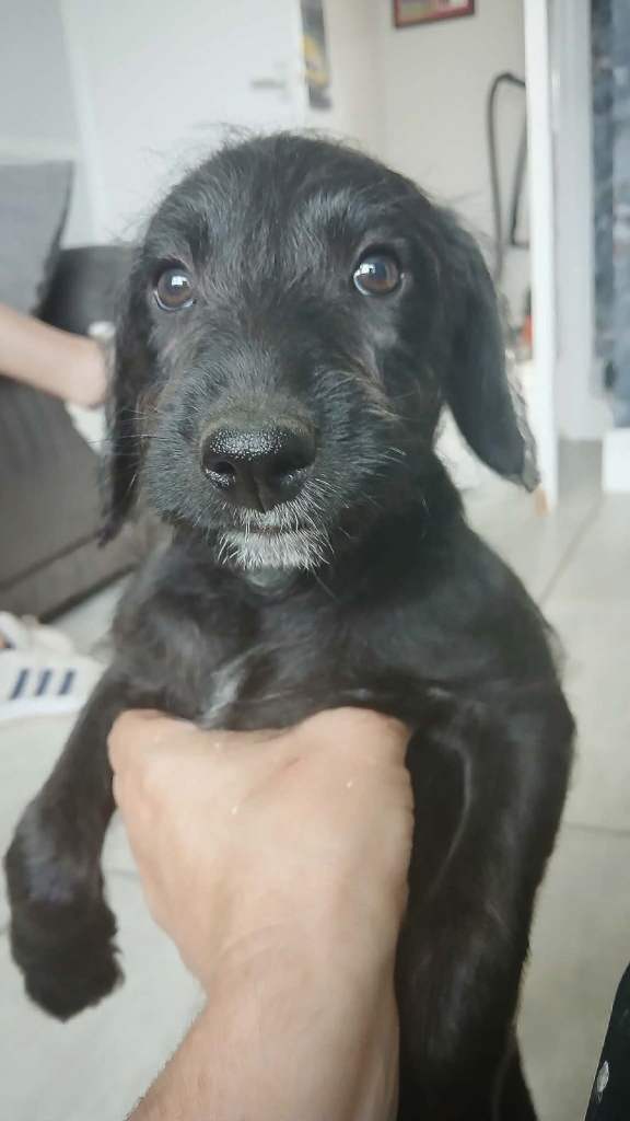 bedlington whippet
