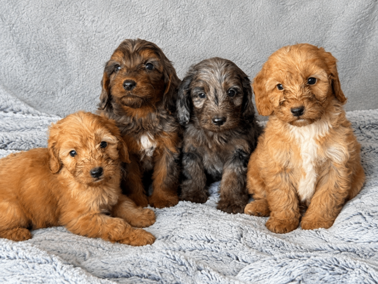 F1 cockapoo for sale Ready to leave now to there forever home 