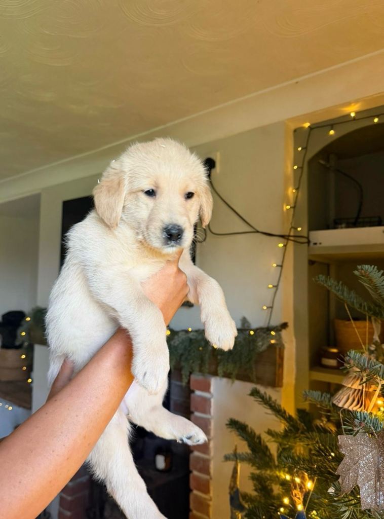 Golden doodle puppies ready to leave 