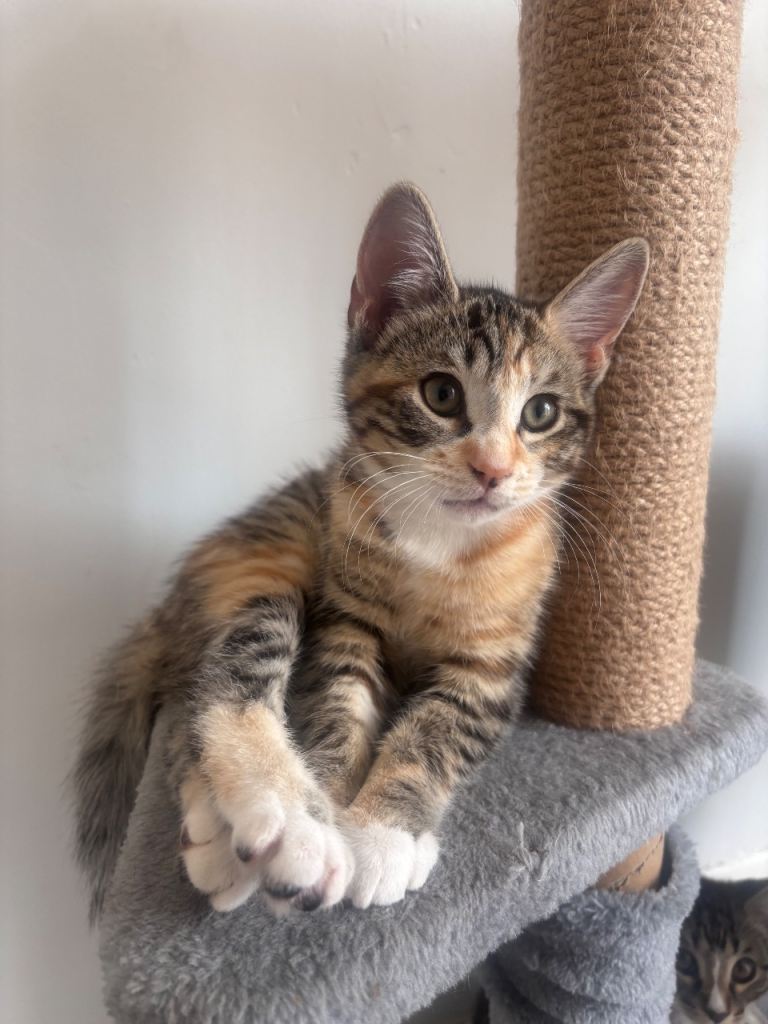 Kittens 1 boy 1 girl left 