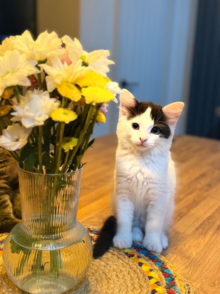 Kitten 