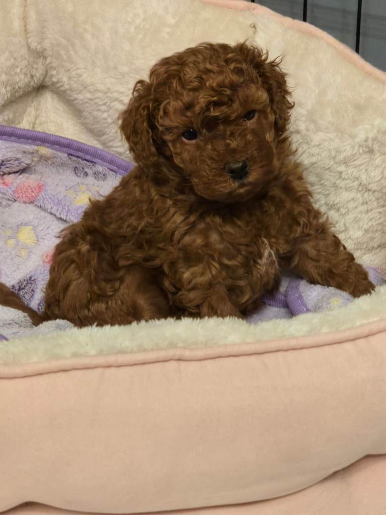 TOY X MINIATURE POODLE PUPPY-RED