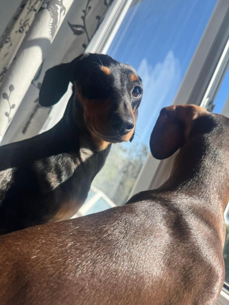 1 yr old and 2 yr old Dauchsunds females